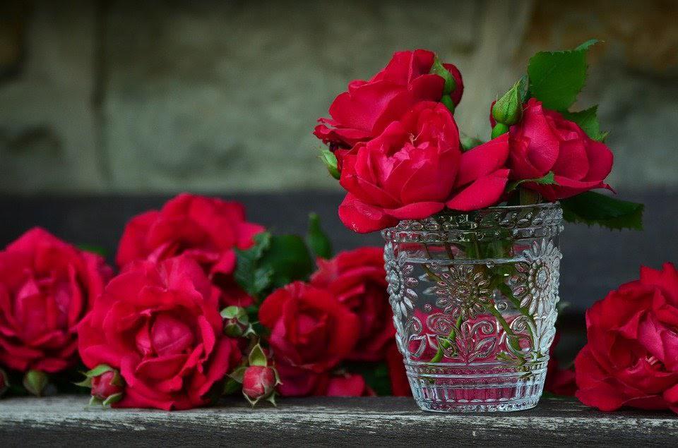 نکات مهم برای نگهداری از گل رز 